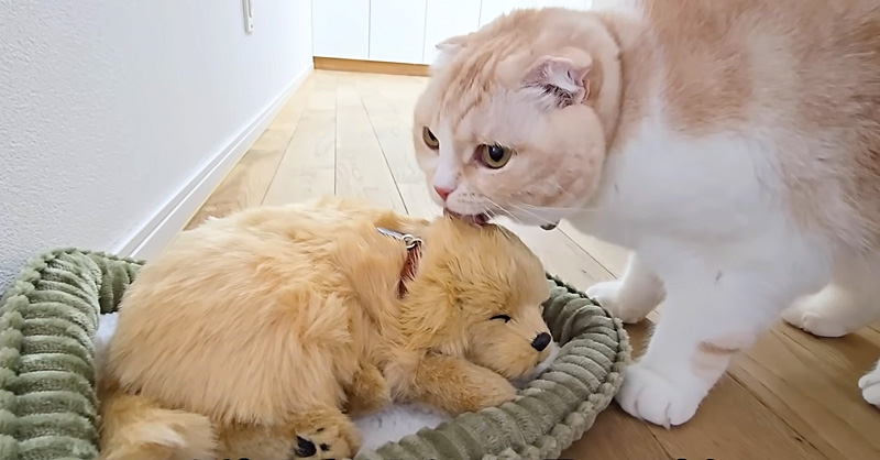 子犬を毛づくろいする猫