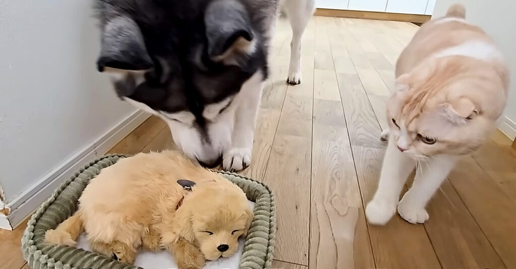 ドライブボックス ドライブベッド ドライブ 小型犬 中型犬 犬用