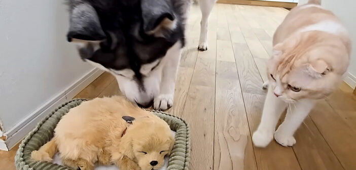 売れ残った子犬を迎え入れる犬と猫