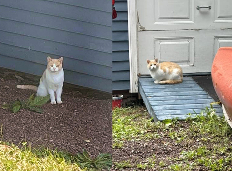 彷徨い歩く猫