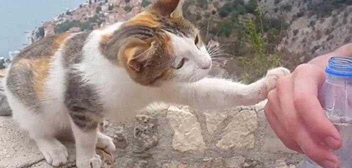 水が飲みたい猫