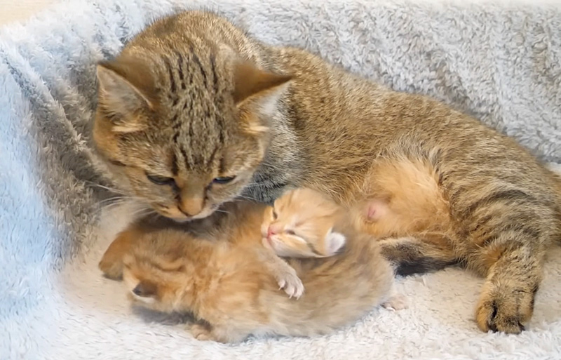 赤ちゃん猫を世話する母猫