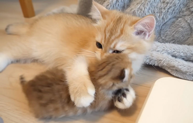 赤ちゃん猫を抱きしめる子猫