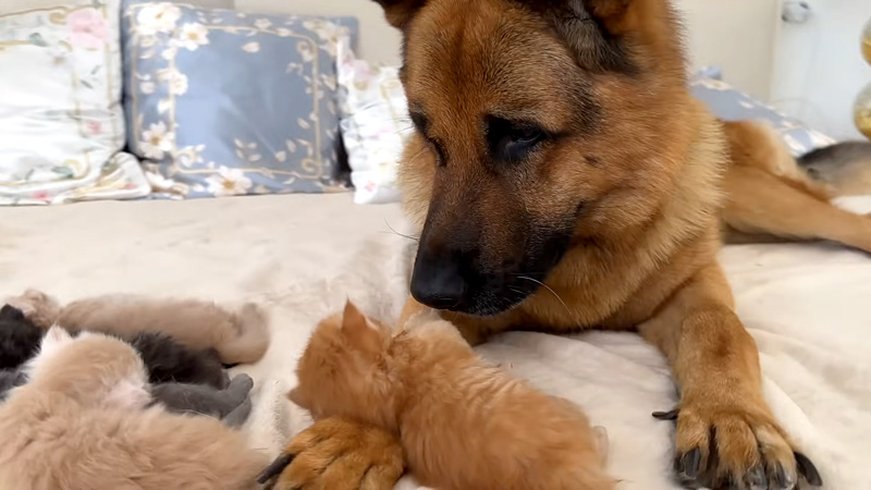 子猫達のことが大好きな犬