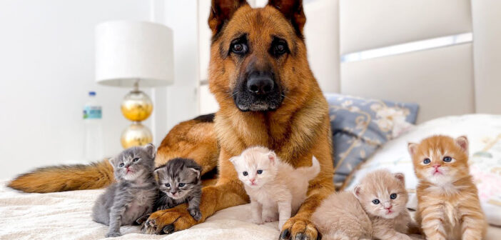 とっても仲良しな犬と子猫達