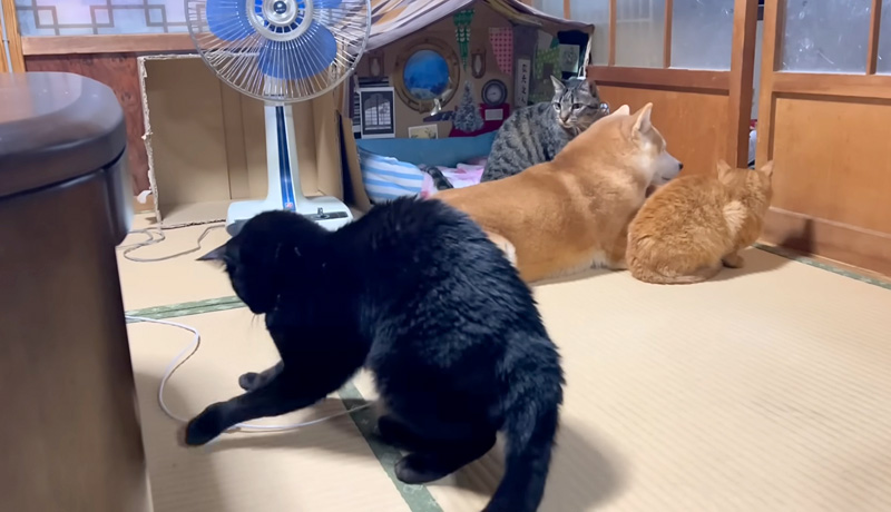 激しい黒猫