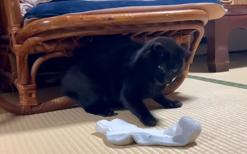 猛アタックする黒猫