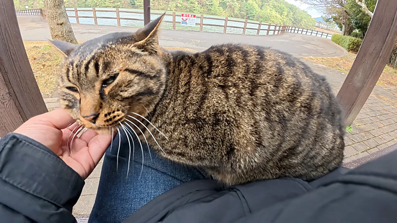 膝の上でご満悦の猫