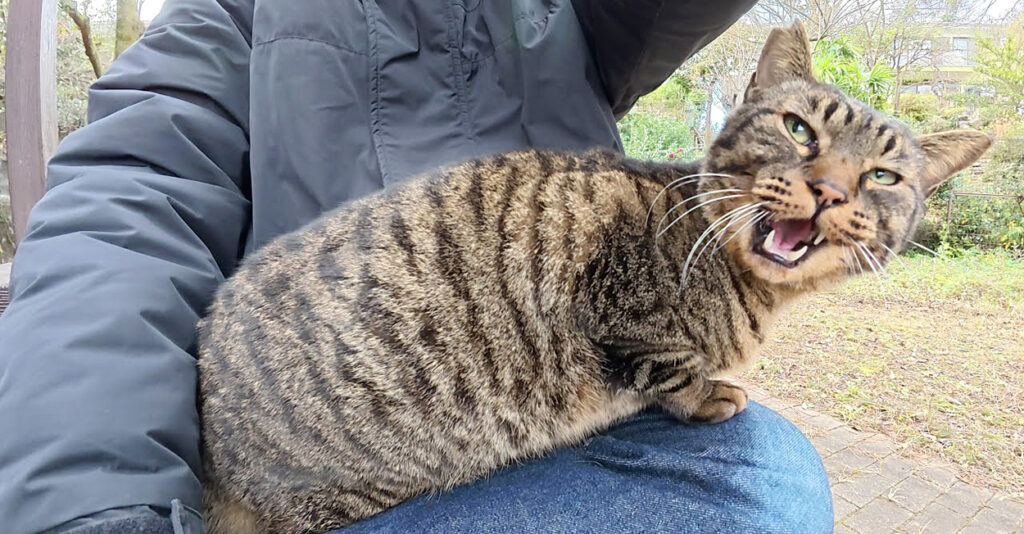 膝に乗せろー！」と大きな声で要求してきた猫さん。言われるがままに膝