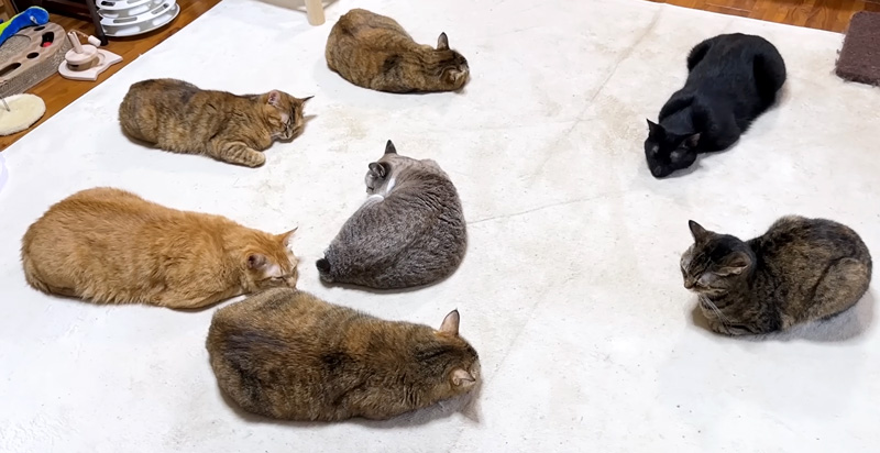 ホットカーペットでくつろぐ猫達