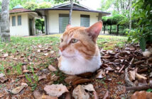 地面から生えてきた猫