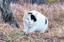 顔を見ると駆け寄ってくる猫