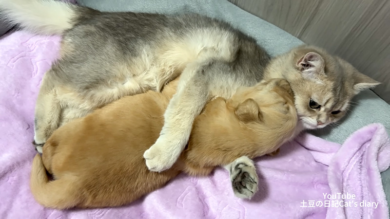 子犬を寝かしつける子猫