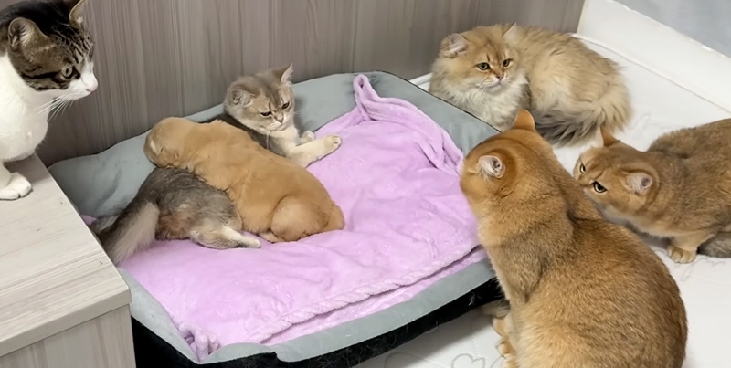 子犬のことが気になる猫達