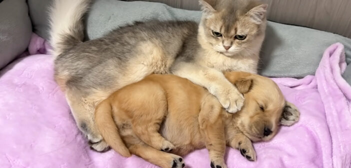 子犬を寝かしつける子猫