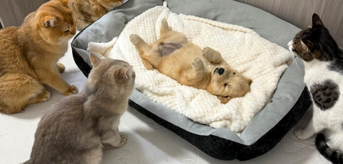 子犬を心配する猫達