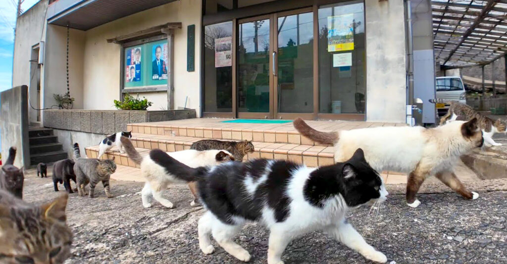 可愛い猫達 nekonosyukaigo_cat_title-