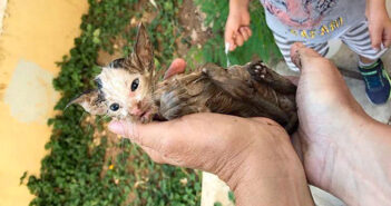 側溝にしがみついていた子猫