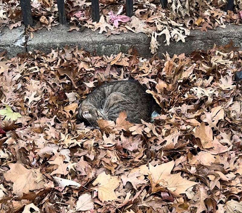 落ち葉の中で丸くなる猫