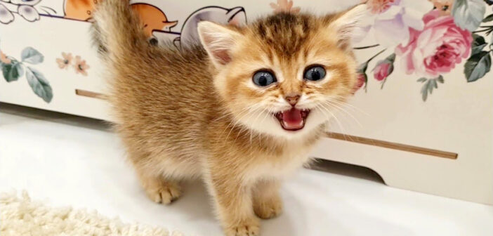 ご飯が食べたい子猫