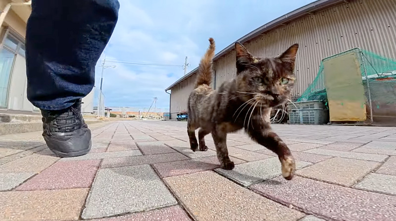 公園に行く子猫