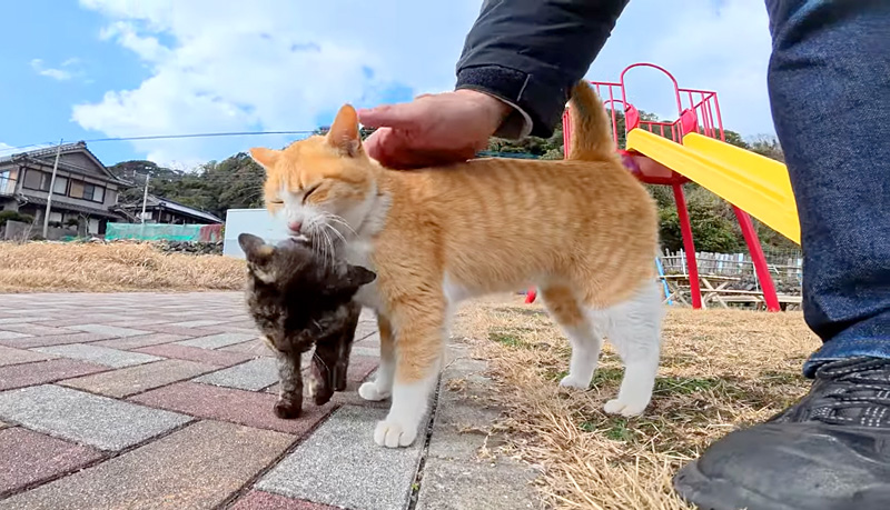 子猫と先輩猫