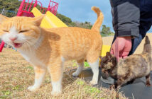 公園で遊ぶ子猫と先輩猫