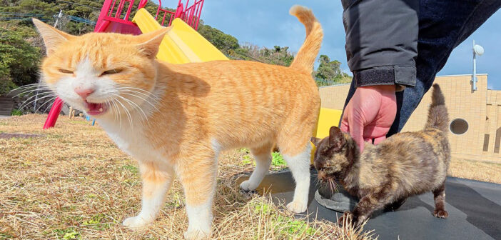 公園で遊ぶ子猫と先輩猫