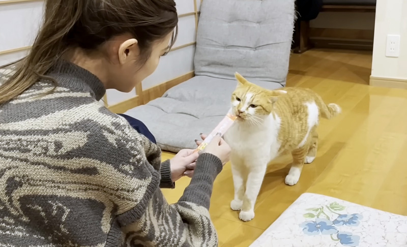 ちゅ〜るを食べる猫