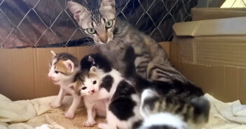 子猫達のことを気に掛ける母猫