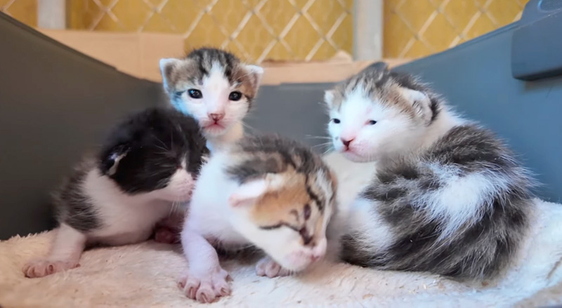 成長した子猫達