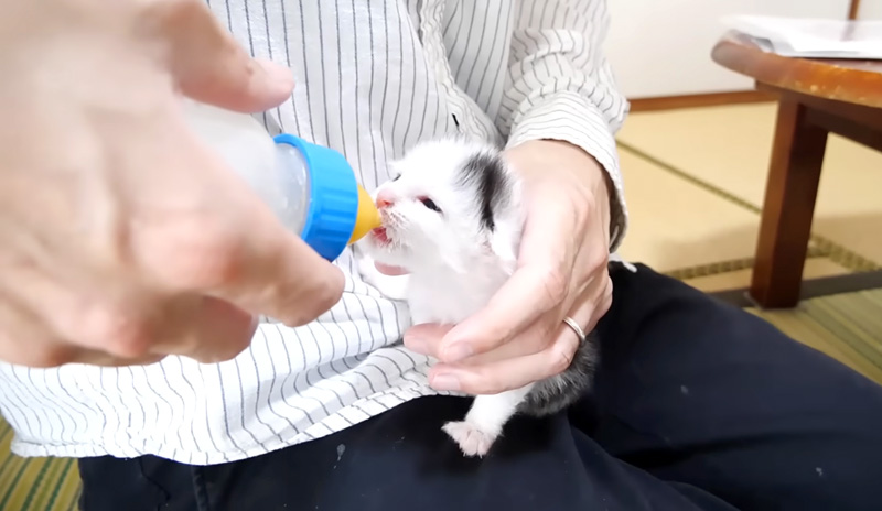 ミルクを飲む子猫