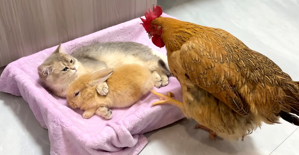 usaginisitto_cat_title-