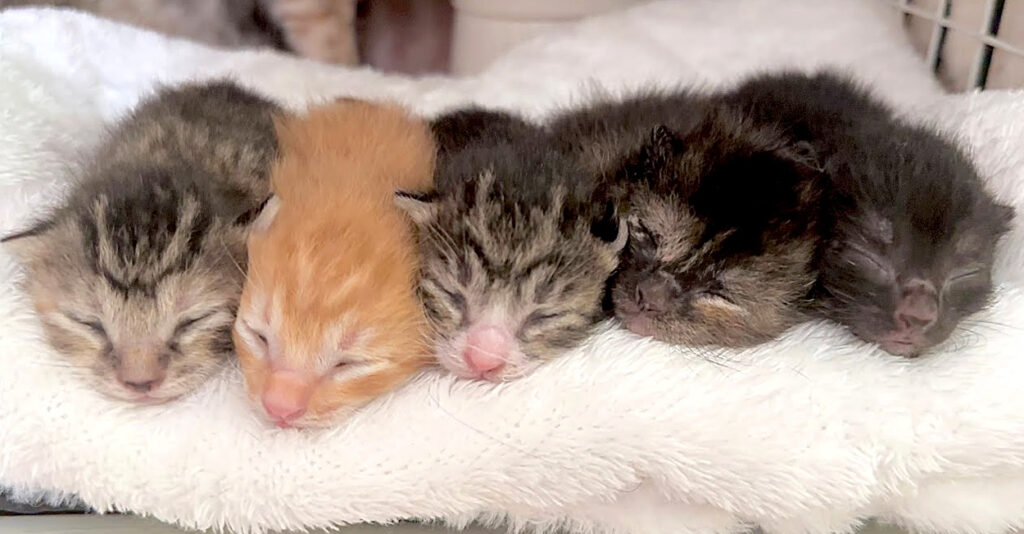 yubisyaburi_cat_title-1024x534.jpg