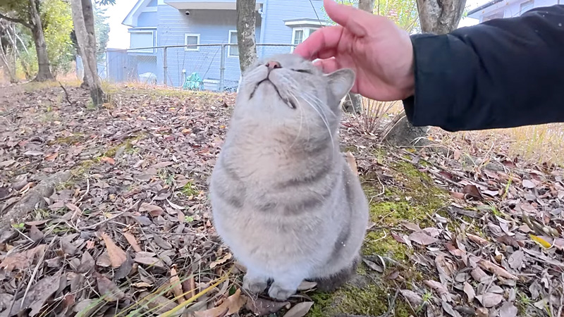 撫でられる猫