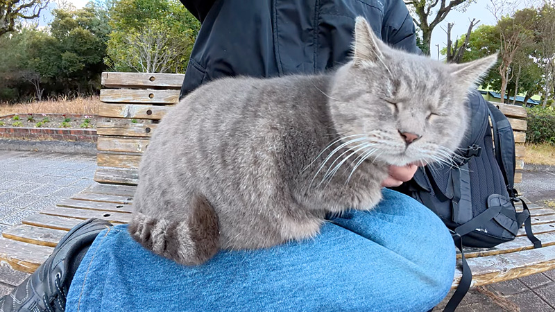 膝の上の猫