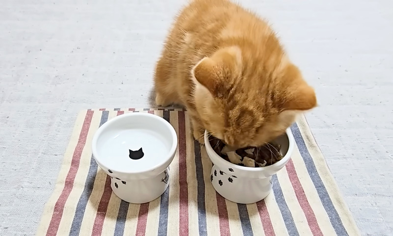 ご飯を食べる子猫