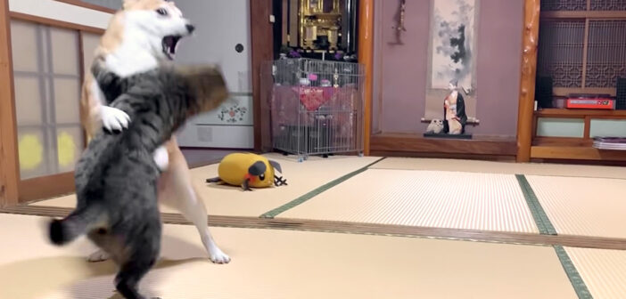 ぶつかり稽古をする猫と柴犬