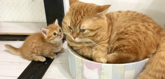 父猫にどいて欲しい子猫