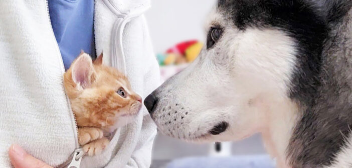 子猫と犬の出会い