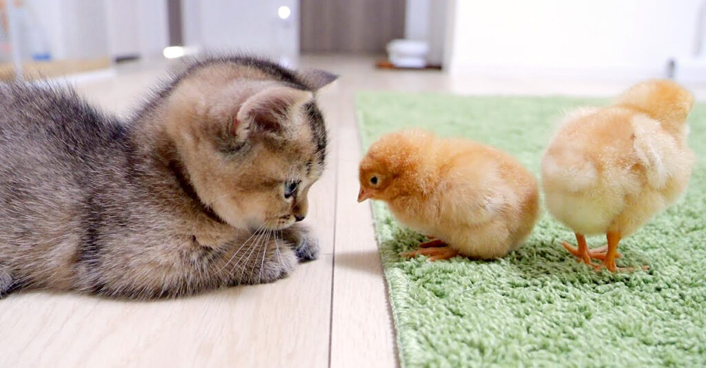 firsthiyoko_cat_title-1024x534.jpg