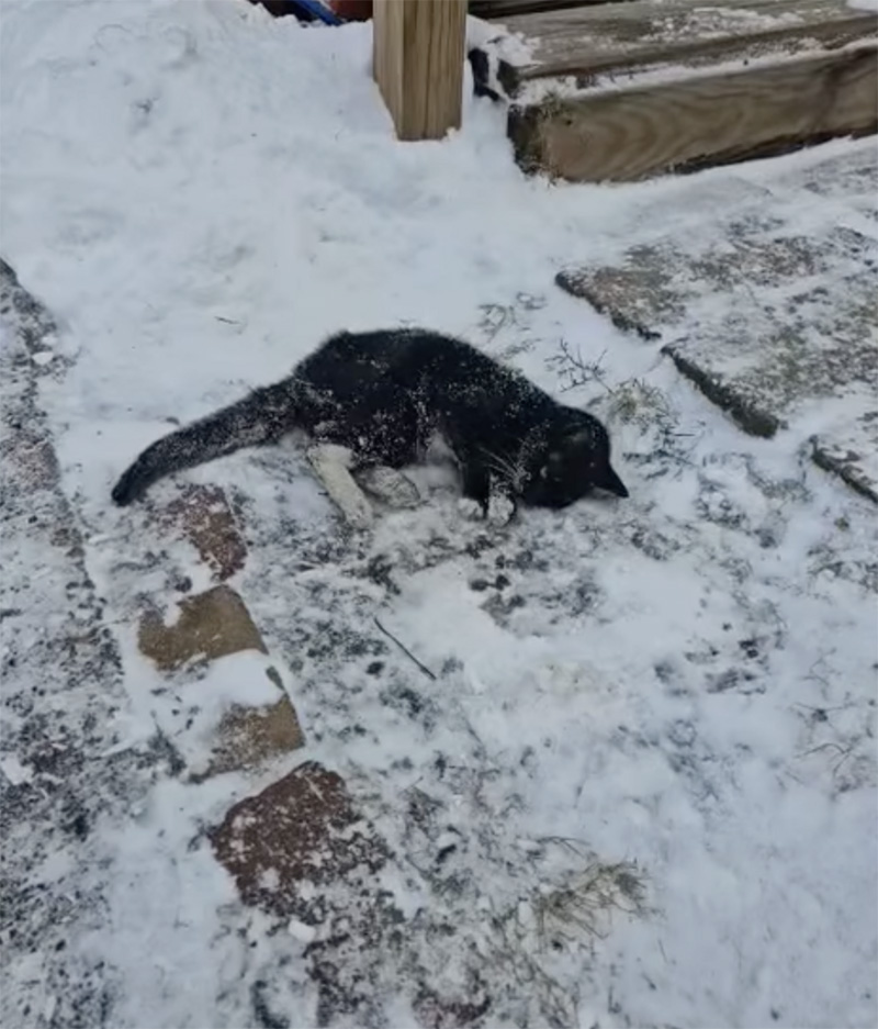 雪の上で横たわる猫