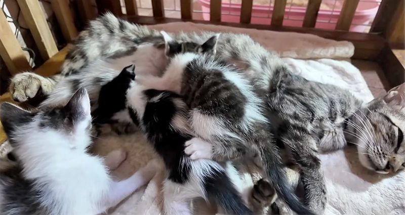 子猫達にミルクを飲ませる母猫