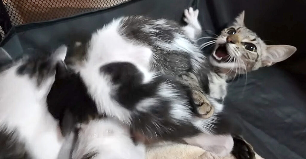 猫と犬&薔薇のレースボンネット MATILDA今季新作 A kitten who loved his grandmother's cat has passed away and