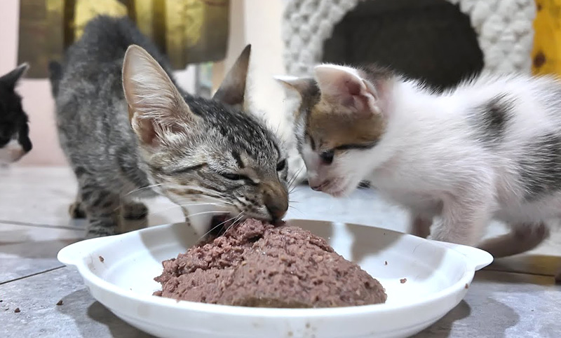 初めて猫缶を食べる母猫