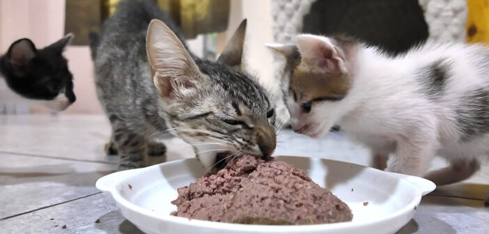 初めて猫缶を食べる母猫