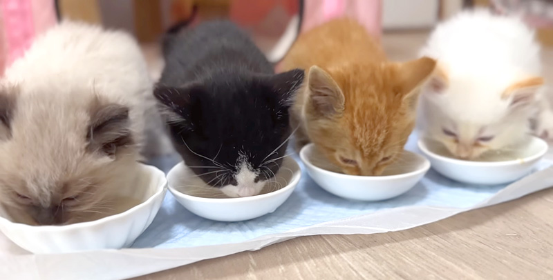 ご飯を食べる子猫達