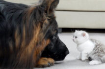 初対面した子猫とシェパード