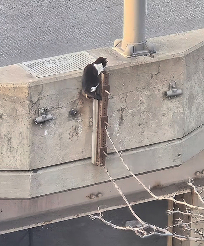 高速道路で助けを求める子猫