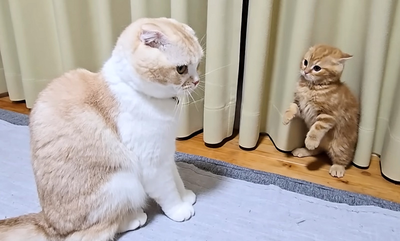 猫に戦いを挑む子猫